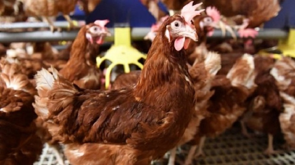 Las autoridades temen que el pesticida también haya contaminado aves destinadas al consumo humano