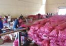 Agricultura completa pago de 405 millones de pesos a productores de cebolla del país 