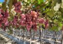 Agricultura imprime nuevo impulso a producción de uva de Neiba