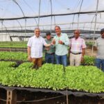  INTABACO producirá 15 millones de plantas de tabaco para Zafra 2025-2026