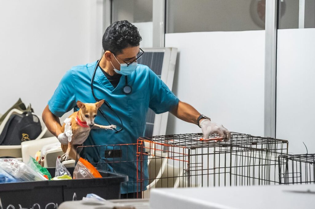Veterinario atiende a un perro durante jornada de la Alcaldía del Distrito Nacional
